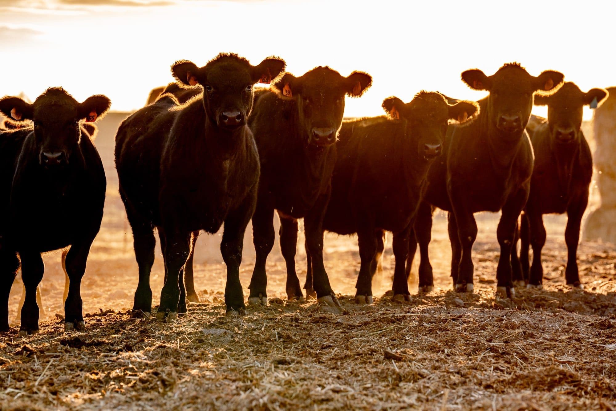 Hungry Hollow Cattle Company — photo 2