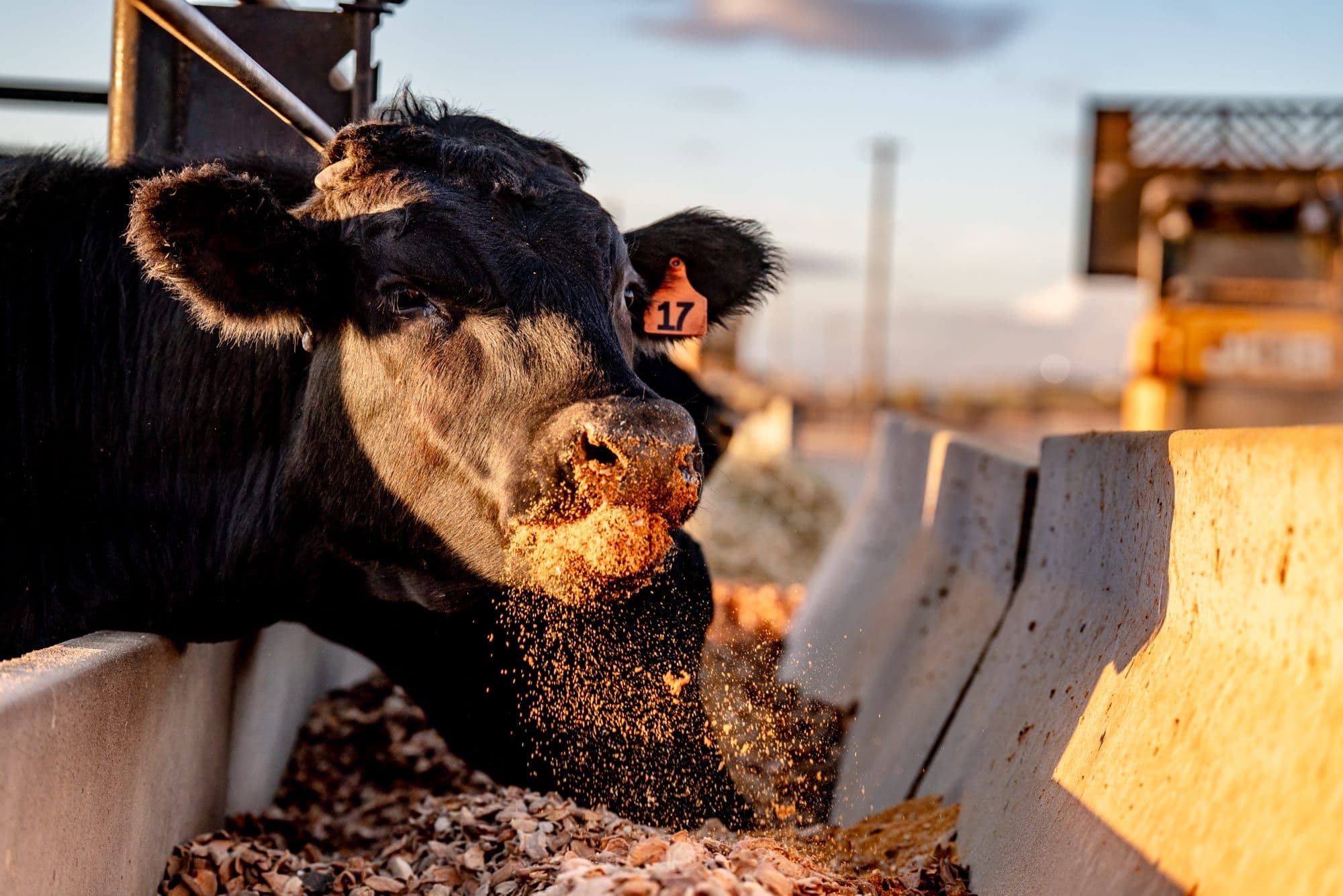 Hungry Hollow Cattle Company — photo 3