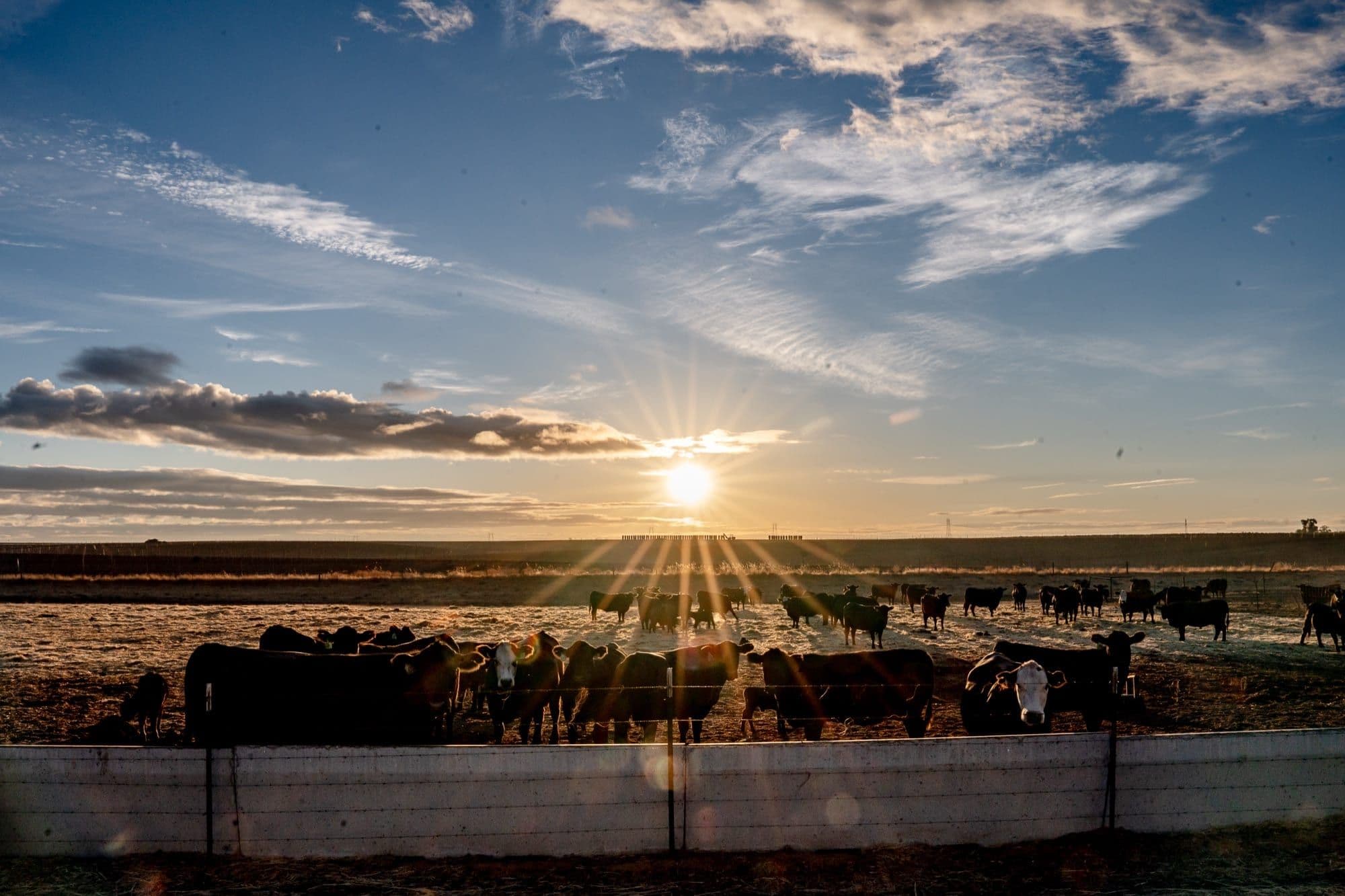 Hungry Hollow Cattle Company — photo 4